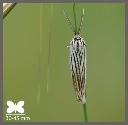 Écaille striée - Spiris striata