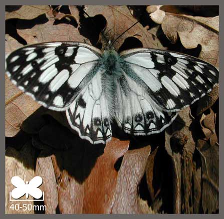 Échiquier d'Occitanie - Melanargia occitanica