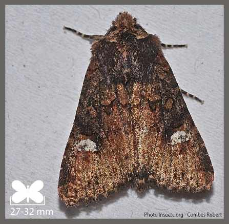 Écu blanc - Dryobota labecula