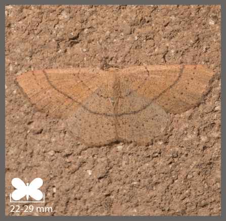 Ephyre trilignée - Cyclophora linearia