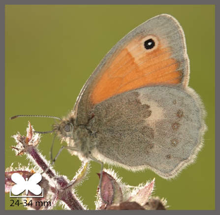 Fadet commun - Coenonympha pamphilus