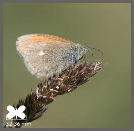 Fadet de la Mélique - Coenonympha glycerion