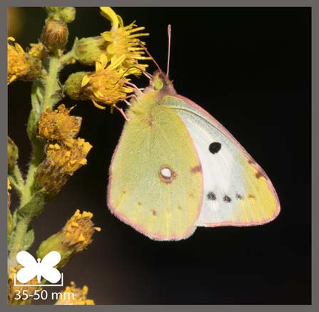 Fluoré - Colias alfacariensis