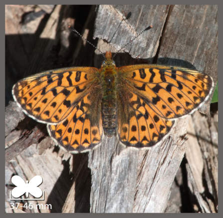 Grand Collier argenté - Boloria euphrosyne