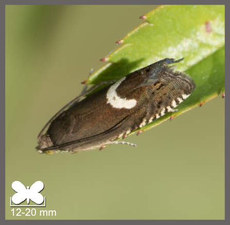 Grapholite à lunules - Grapholita lunulana