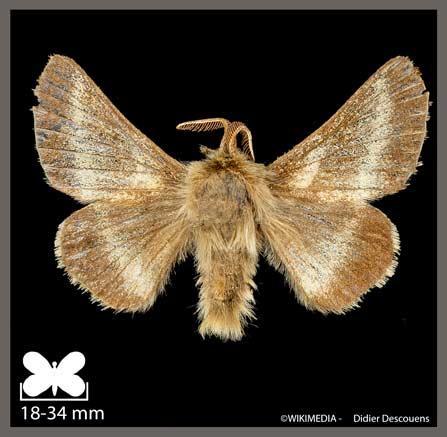 Alpine - Malacosoma alpicola