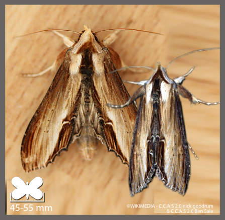Brèche - Cucullia verbasci