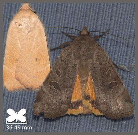 Hulotte - Noctua comes