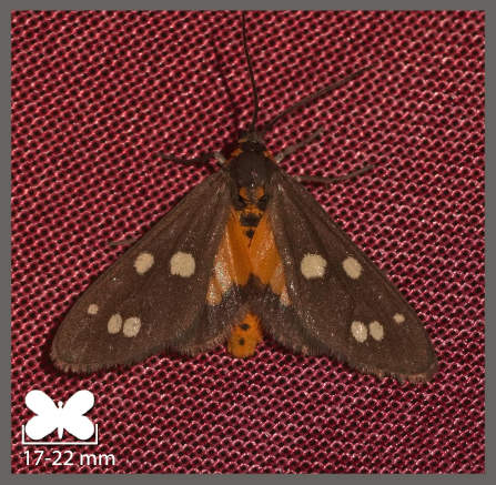 Ménagère - Dysauxes punctata