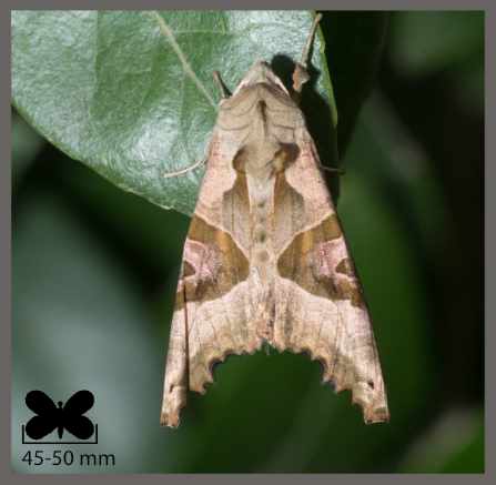 Méticuleuse - Phlogophora meticulosa