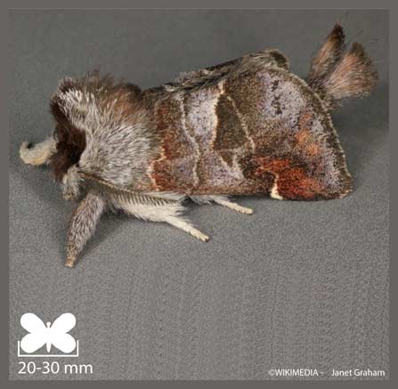 Recluse - Clostera pigra