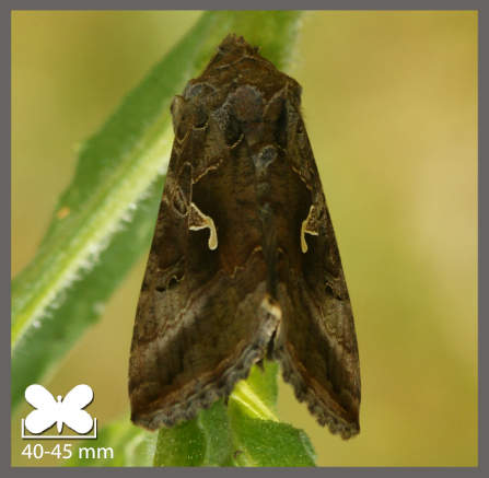 Lambda ou le Gamma - Autographa gamma