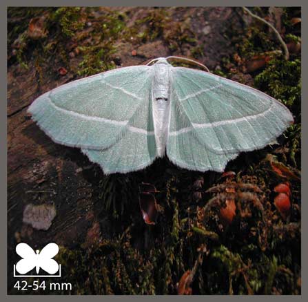 Céladon - Campaea margaritaria