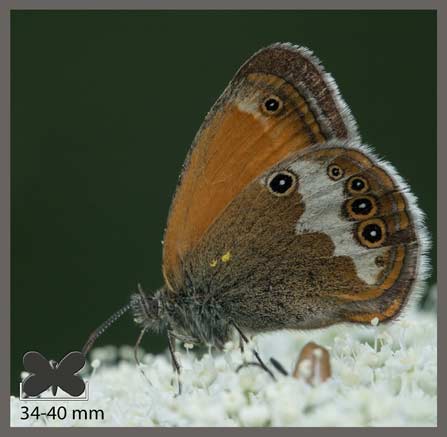 Céphale - Coenonympha arcania