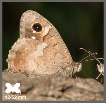 Faune - Hipparchia statilinus