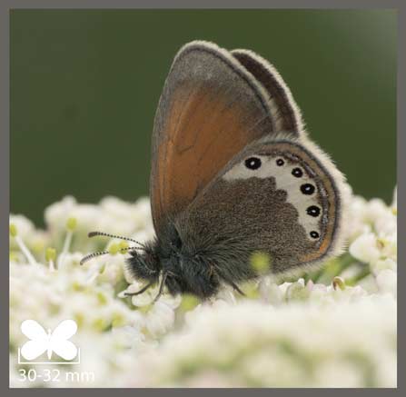 Satyrion - Coenonympha gardetta