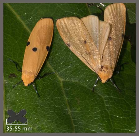 Lithosie quadrille - Lithosia quadra