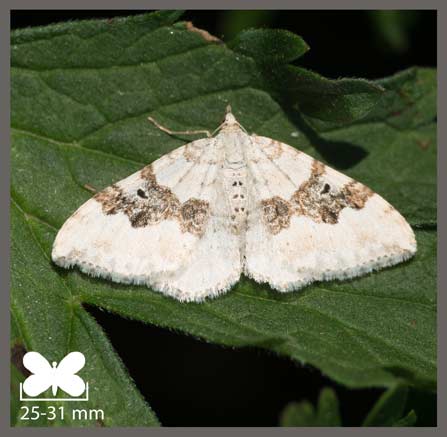 Mélanthie montagnarde - Xanthorhoe montanata