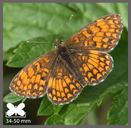 Mélitée des Centaurées - Melitaea phoebe