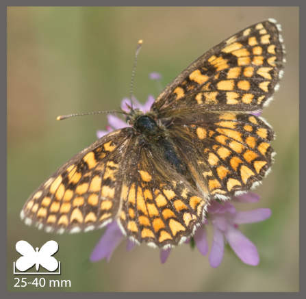 Mélitée du Mélampyre - Melitaea athalia