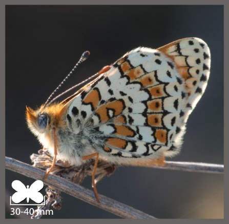 Mélitée du plantain - Melitaea cinxia