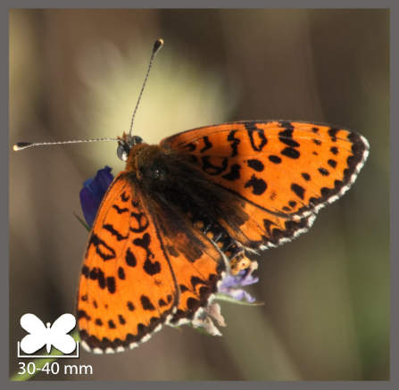 Melitée orangée - Melitaea didyma
