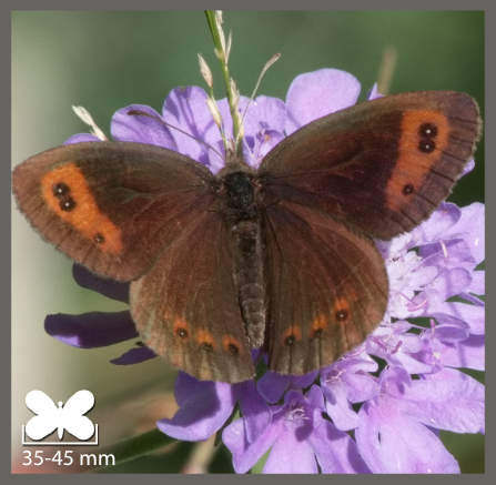 Moiré automnal - Erebia neoridas