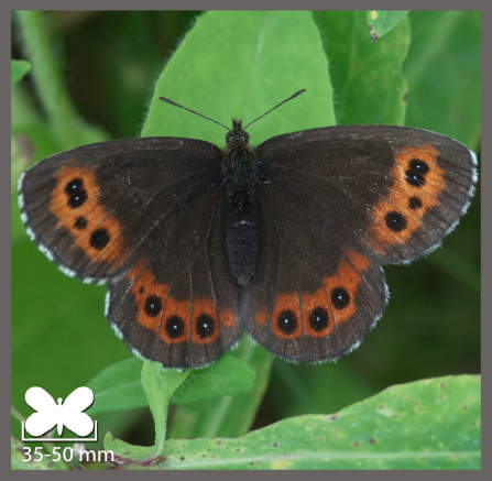 Moiré fascié - Erebia ligea