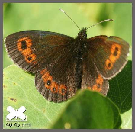 Moiré frange-pie - Erebia euryale