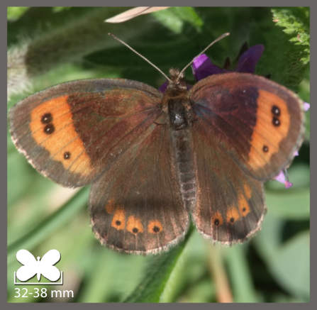 Moiré lustré - Erebia arvernensis