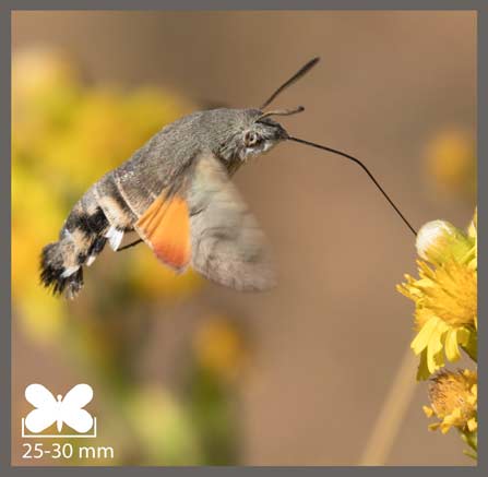 Moro-Sphinx - Macroglossum stellatarum