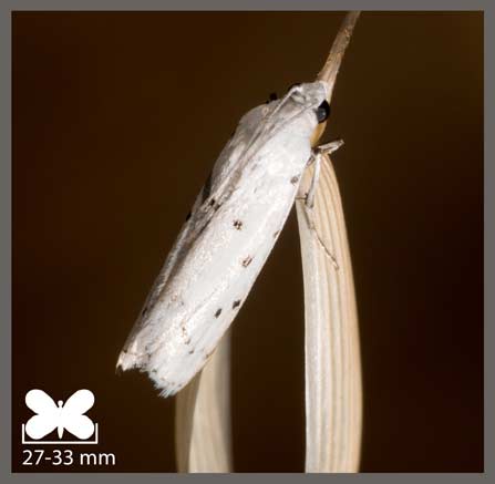 Myélophile tamis - Myelois circumvoluta