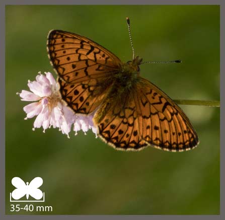 Nacré de la Bistorte - Boloria eunomia