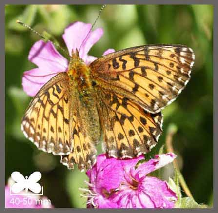 Nacré porphyrin - Boloria titania