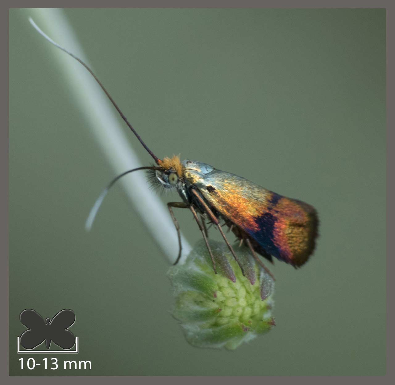 Nemophora - Nemophora sp.