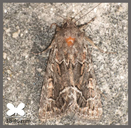 Noctuelle cythérée - Thalpophila matura