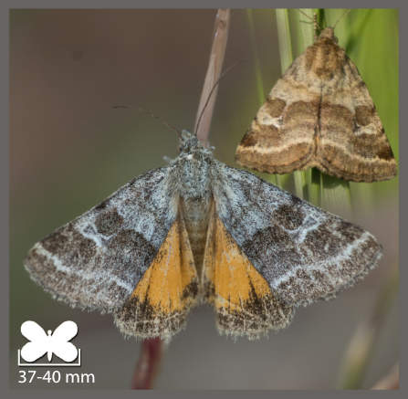 Noctuelle du Dartrier - Synthymia fixa