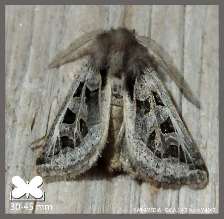 Noctuelle du Muscari - Episema glaucina