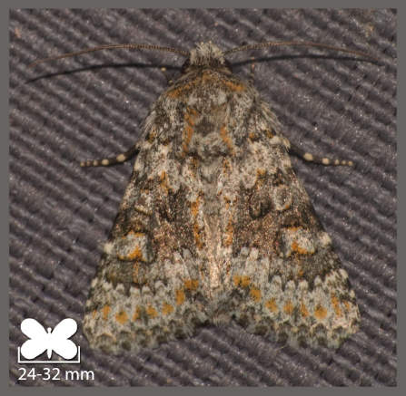 Noctuelle dysodée - Hecatera dysodea