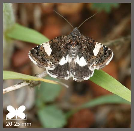 Noctuelle en deuil - Tyta luctuosa