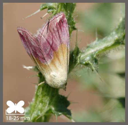 Noctuelle purpurine - Eublemma purpurina