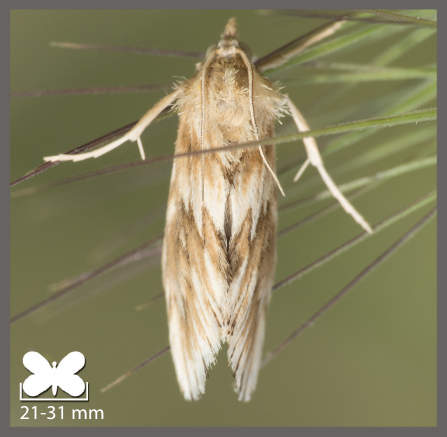 Odontie dentelée - Cynaeda dentalis