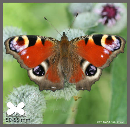 Paon de jour - Aglais io