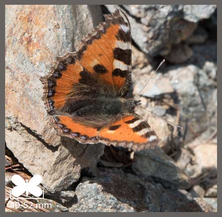 Petite Tortue - Aglais urticae
