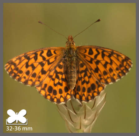 Petite Violette - Boloria dia