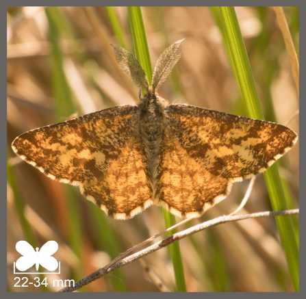 Phalène picotée - Ematurga atomaria