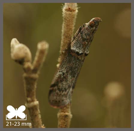 Phycide oblique - Acrobasis obliqua