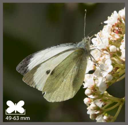 Piéride du Chou - Pieris brassicae