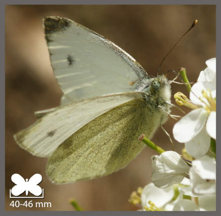 Piéride de l'Ibéride - Pieris mannii