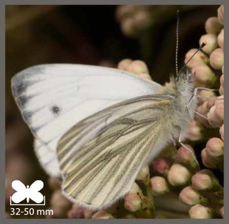 Piéride du Navet - Pieris napi